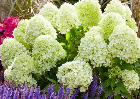 Hydrangea Little Spooky (paniculata) (0.5 L container), Plant seedlings, 10 pcs.