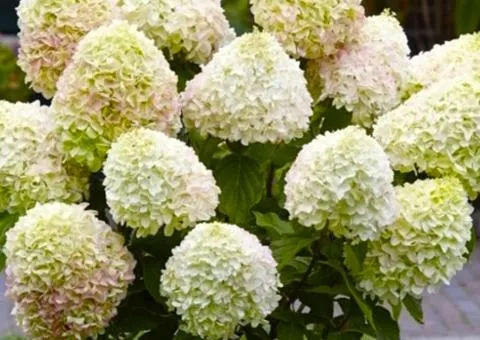 Hydrangea Living Summer Love (paniculata) (0.5 L container), Plant seedlings, 10 pcs