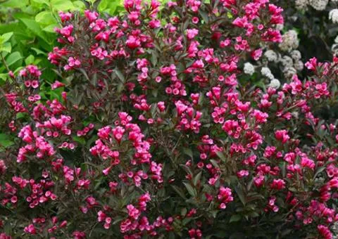 Weigela 'Alexandra' (0.5 L container), Plant seedlings, 1 pc