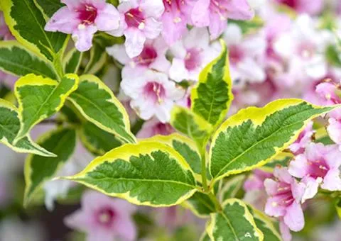 Weigela 'Nana Variegata' (0.5 L container), Plant Seedlings, 10 pcs