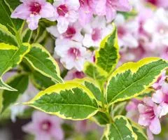 Вейгела Nana Variegata (контейнер 0.5 л), Саджанці рослин, 10 шт.