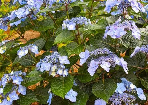 Hydrangea Mariesii Perfecta (large-leaved) (2.0 L container), Plant seedlings, 4 pcs.