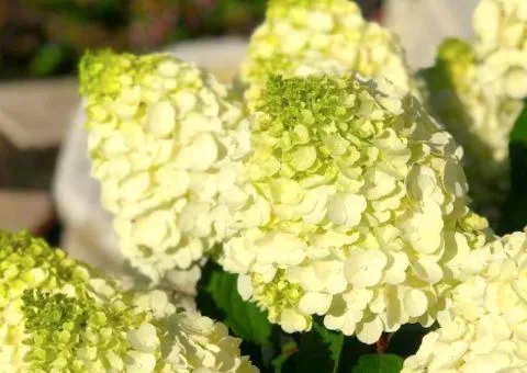 Hydrangea Magical Mont Blanc (panicled) (container 0.5 L), Plant seedlings, 10 pcs