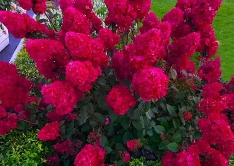 Hydrangea Lydia paniculata (container 2.0 L), Plant seedlings, 4 pcs.
