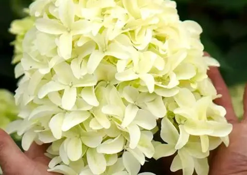 Hydrangea Skyfall (paniculata) (0.5 L container), Plant seedlings, 10 pcs