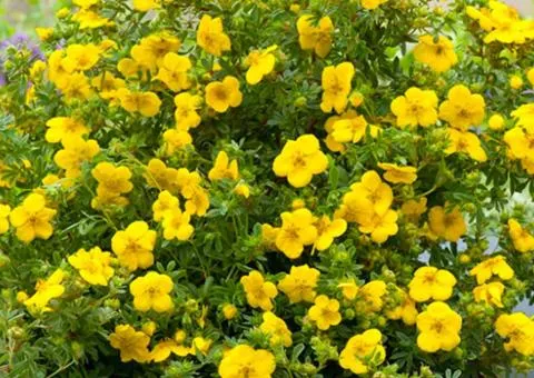 Potentilla Gold Star (0.5 L container), Plant Seedling, 1 pc.