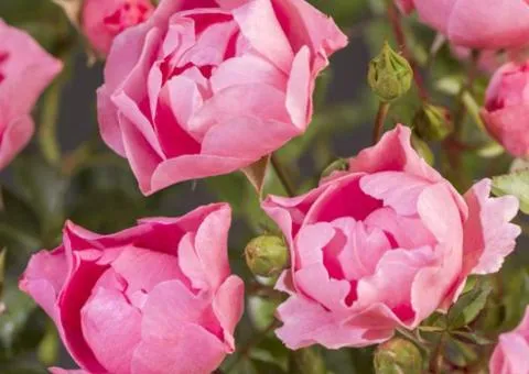 English rose Morsdag Pink (Morsdag Pink) class AA, Seedlings, 6 pcs.