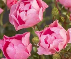 Троянда англійська Морсдаг Пінк (Morsdag Pink) клас АА, Саджанці, 6 шт.
