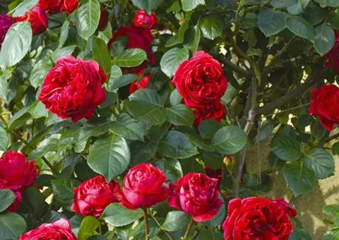 Climbing English rose Red Eden Rose AA grade, Seedlings, 6 pcs.