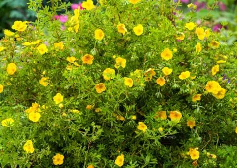 Potentilla Satter's Gold (container 0.5 L), Plant Seedlings, 1 pc.