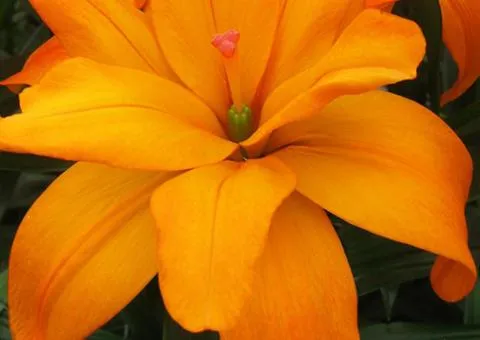 Asian double lily Scoubidou, Bulbs and bulbs, 10 pcs