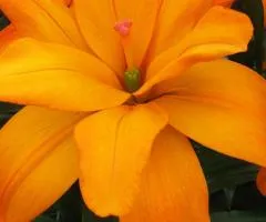 Asian double lily Scoubidou, Bulbs and bulbs, 10 pcs