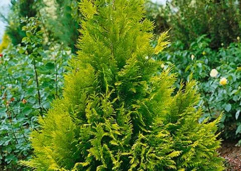Thuja occidentalis 'Stolwijk' (2.0 L container), Coniferous plants, 4 pcs.