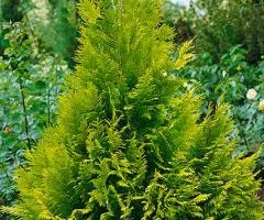 Thuja occidentalis 'Stolwijk' (2.0 L container), Coniferous plants, 4 pcs.