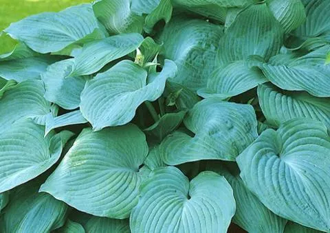 Hosta Blue Angel 1 pc (1 unit), Perennial rhizomes, 5 pcs