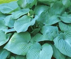Hosta Blue Angel 1 pc (1 unit), Perennial rhizomes, 5 pcs