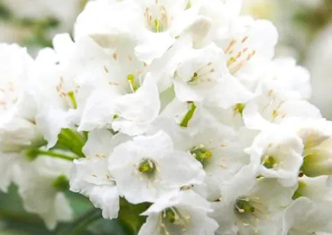 Rhododendron Arctic Tern (0.5 L container), Plant Seedlings, 5 pcs