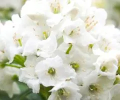 Rhododendron Arctic Tern (0.5 L container), Plant Seedlings, 5 pcs