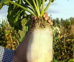 Fodder Beet Centaur 0.9 kg, Seeds, 15 pcs