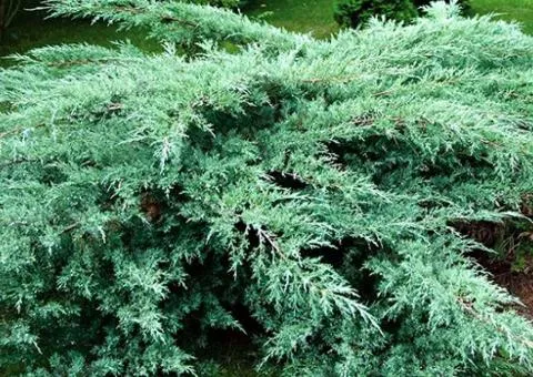 Juniperus virginiana 'Grey Owl' (0.5 L container), Coniferous plants, 10 pcs.
