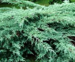 Juniperus virginiana 'Grey Owl' (0.5 L container), Coniferous plants, 10 pcs.