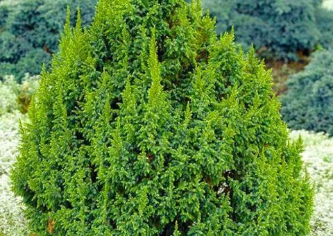 Juniperus squamata 'Loderi' (0.5 L container), Coniferous plants, 10 pcs