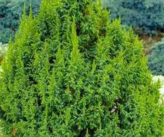 Juniperus squamata 'Loderi' (0.5 L container), Coniferous plants, 10 pcs
