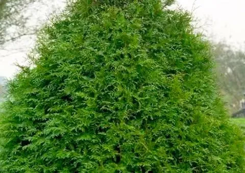 Thuja occidentalis 'Frieslandia' (container 0.5 L), Coniferous plants, 1 pc.