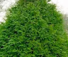 Thuja occidentalis 'Frieslandia' (container 0.5 L), Coniferous plants, 1 pc.