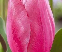 Tulip Triumph Carola 10/11, Bulbs and Tubers, 30 pcs.