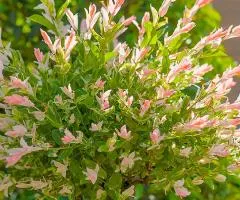 Willow (whole-leaf) Flamingo (container 2.0 L), Plant seedlings, 2 pcs.