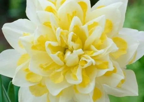 Double daffodil Irene Copeland 10/12 (caper 3 pcs), Bulbs and onion bulbs, 3 pcs.