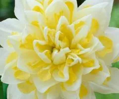 Double daffodil Irene Copeland 10/12 (caper 3 pcs), Bulbs and onion bulbs, 3 pcs.