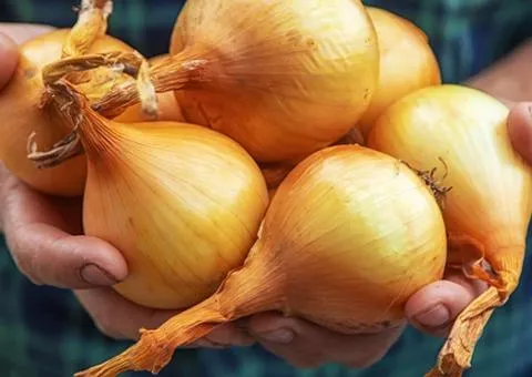 Onion sets Shakespeare (Shakespeare) 8/16 10 kg, Seeds, 10 pcs