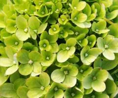 Hydrangea paniculata 'Little Lime' (panicle) (2 L container), Plant seedlings, 4 pcs.