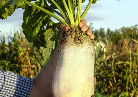 Sugar beet Centaur 0.5 kg, Seeds, 25 pcs