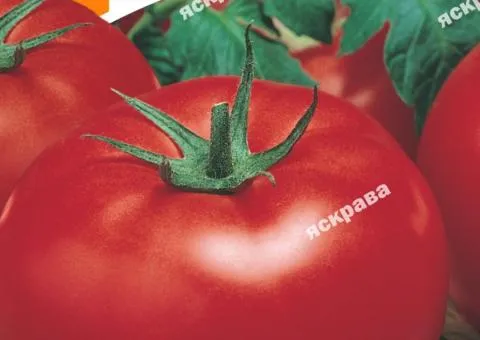Tomato Mikado Red 2 g, Vegetable Seeds, 10 pcs