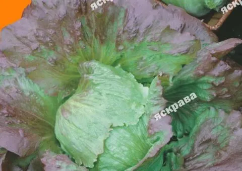 Салат Тренто головчастий красный 5 г, Семена овощей, 10 шт.