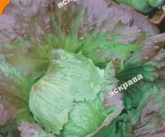 Салат Тренто головчастий красный 5 г, Семена овощей, 10 шт.