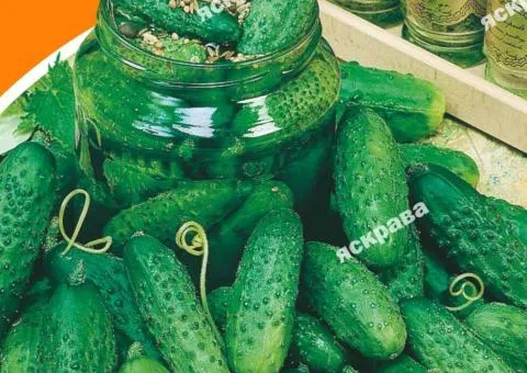 Огурец Кустовой корнишон 10 г, Семена овощей, 10 шт.