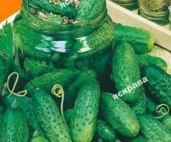 Огурец Кустовой корнишон 10 г, Семена овощей, 10 шт.