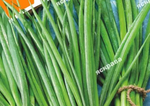 Onion Batun Semirichny 5 g, Vegetable Seeds, 10 pcs