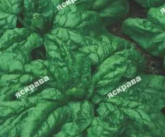 Шпинат Матадор 20 г, Насіння овочів, 10 шт.