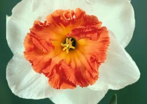 Narcissus (daffodil) coronarius Pink Pride 10/12 (capers 3 pcs), Bulbs and corms, 3 pcs.