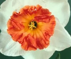 Narcissus (daffodil) coronarius Pink Pride 10/12 (capers 3 pcs), Bulbs and corms, 3 pcs.