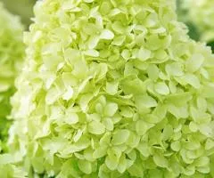 Hydrangea Pandora (panicle) (container 2.0 L), Plant seedlings, 4 pcs.