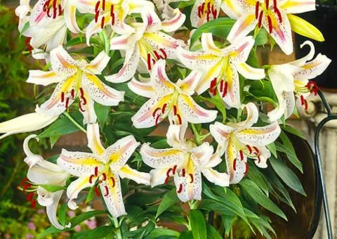 Lily dwarf Garden Party 12/14, Bulbs and corms, 10 pcs.