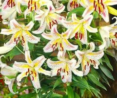 Lily dwarf Garden Party 12/14, Bulbs and corms, 10 pcs.