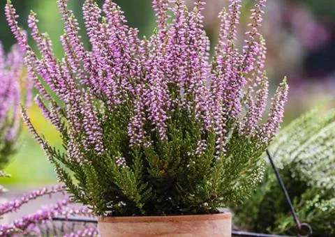Heather Fiona (container 1 L), Plant seedlings, 1 pc.