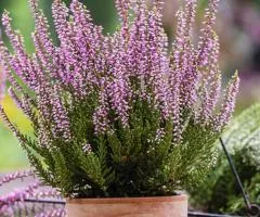 Heather Fiona (container 1 L), Plant seedlings, 1 pc.